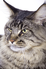Cat portrait, Main coon