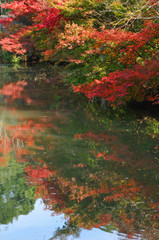 紅葉と池