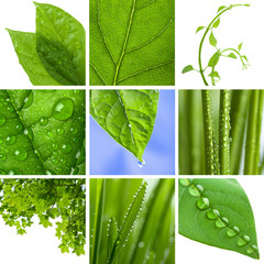 collage of fresh green leaves