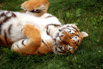 Lazy tiger