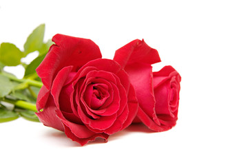 red rose isolated on white. valentine's day