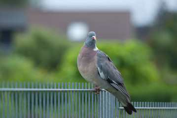 Taube