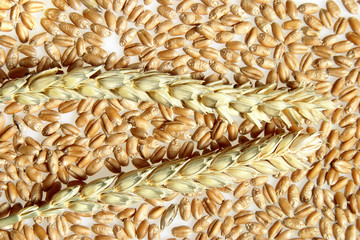 Wheat ears and corn on white background