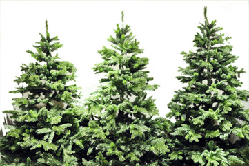 weihnachstsbaum