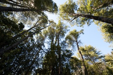 Bosque patagónico