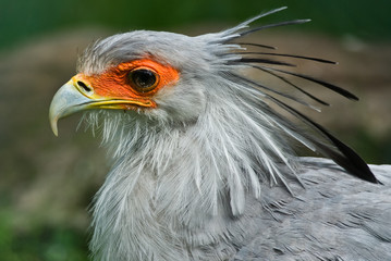 Sekretärvogel