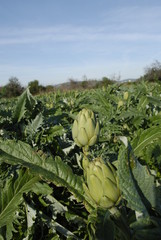 Campo de alcachofas