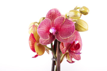 Fototapeta na wymiar Colorfull orchid