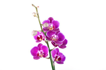 Fototapeta na wymiar Colorfull orchid