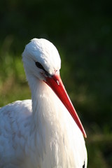 Storch