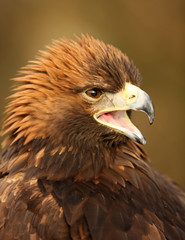 Portrait of a Golden Eagle