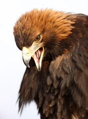 Portrait of a Golden Eagle