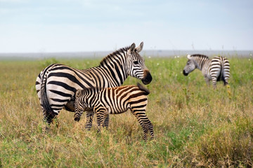 Family of zebra