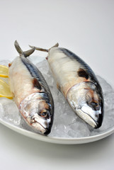 two mackerel on a white plate with ice