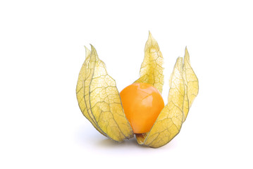 Physalis 10