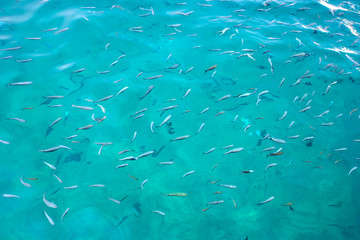 Obraz premium fishes