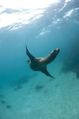 Obraz premium Phoque, Galapagos