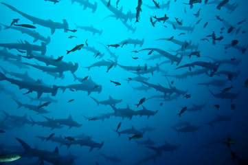 Fototapeta premium rekin młot w ławicy na Galapagos