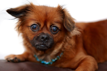 Brown pekingese close up with beads