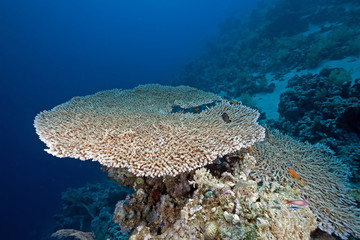 Fototapeta na wymiar table coral and ocean