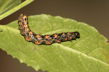 insects