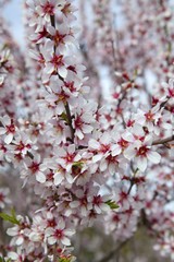 Almond flower trees field in spring season