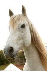 Beautiful white horse looking to camera