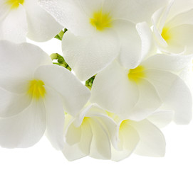 Naklejka na ściany i meble czysto białe kwiaty białe frangipani