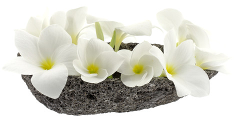 Naklejka na ściany i meble białe kwiaty frangipani cięcia kamienia czarny biały