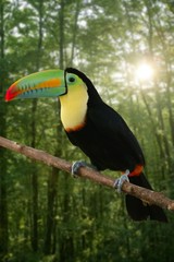 Kee billed Toucan bird colorful