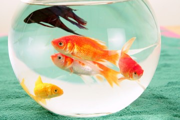 fishes in a round glass bowl red carps green background, pets