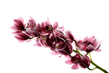 orchidee