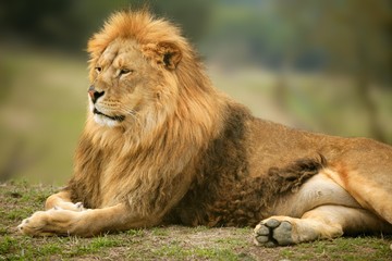 Obraz na płótnie Canvas Beautiful Lion wild male animal portrait