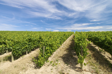 Fototapeta na wymiar vineyard in La Rioja, Spain