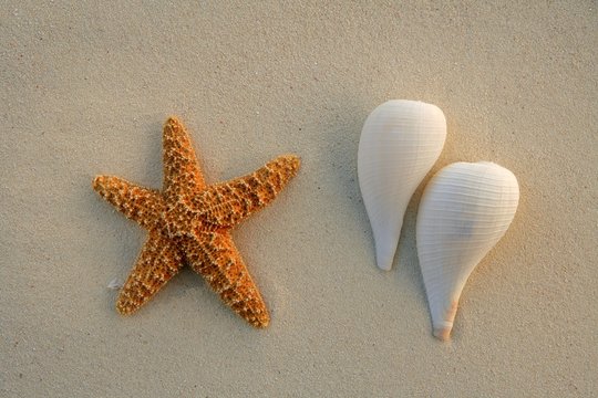 Caribbean beach sand with starfish and sea shells