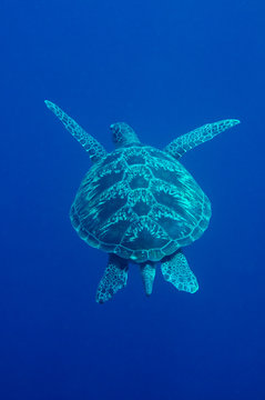 Tortue dans bleu, Indon&eacute;sie