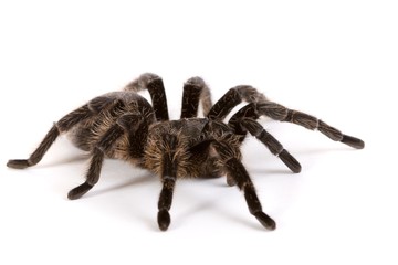 Vogelspinne
