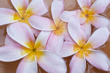 Obraz na płótnie Canvas frangipani kwiat na ręcznik, spa Malediwy