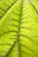 Aralia papirifera macro leaf detail Araliaceae China