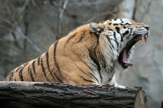 Amurtiger