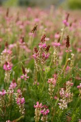 Beautiful Vicia Tinctoria pink flower plant used for natural dye