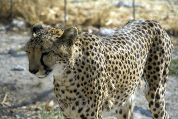 Otjitotongwe, cheetah lodge