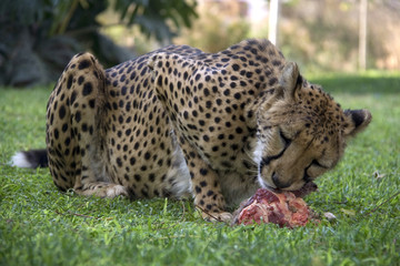 Otjitotongwe, cheetah lodge