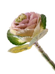 fanny small cabbage as a flower