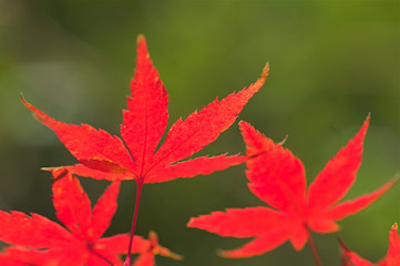 モミジの赤い葉