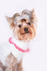 yorkshire in a dress