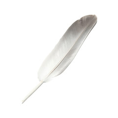 Bird's feather