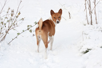 Dog standing in snow