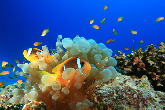 Red Sea Anemonefish (Amphiprion bicinctus) in Bubble Anemone