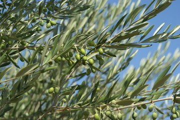 olives vertes
